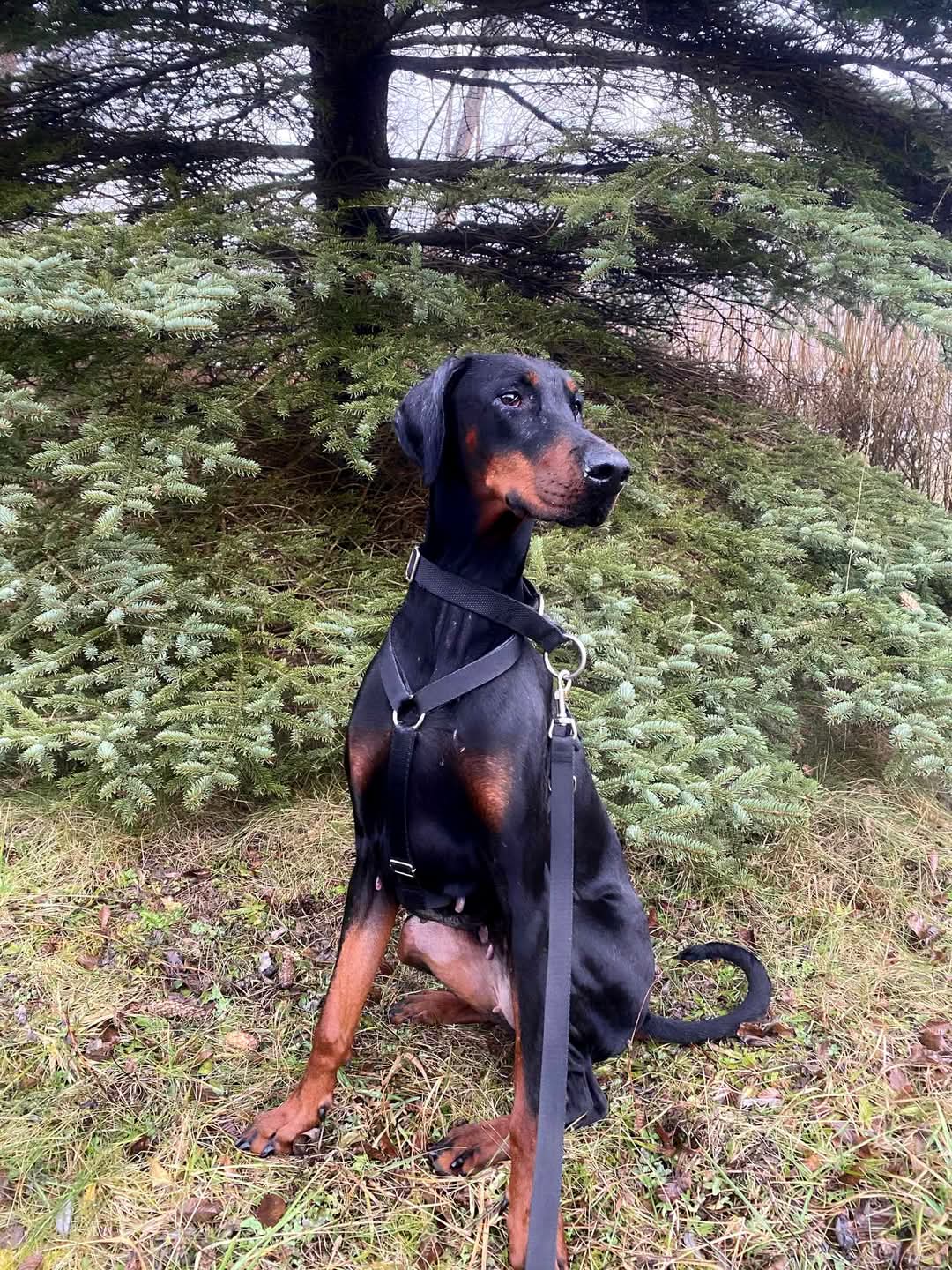 Dobermania - Lady