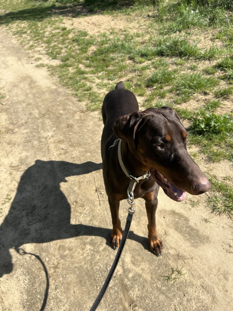 Dobermania - Max 