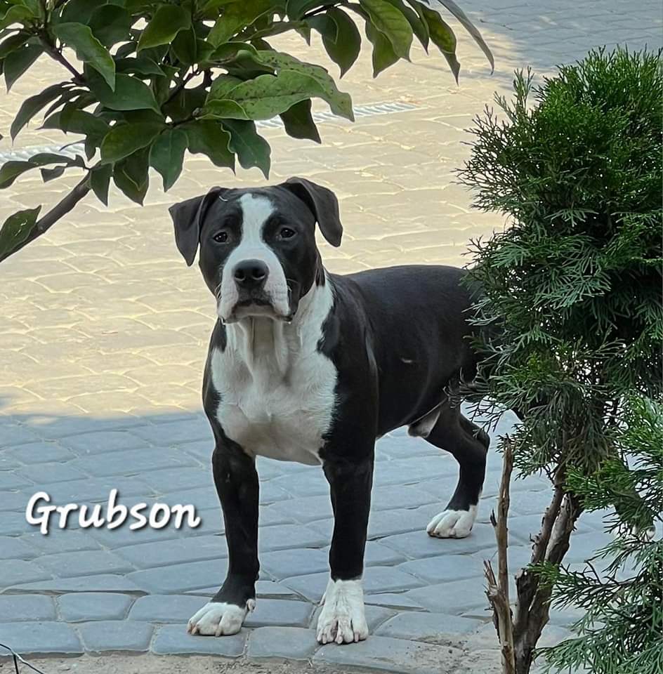 Dobermania - Grubson 