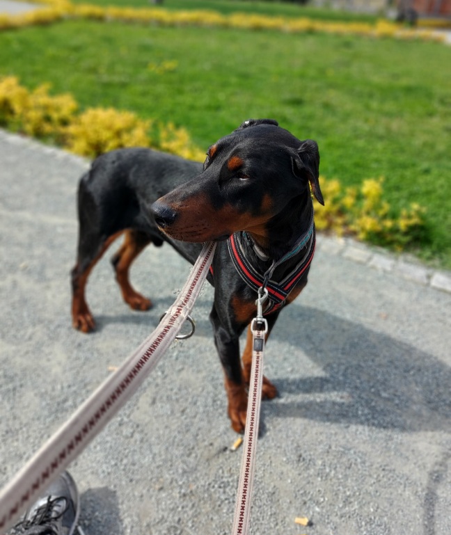Dobermania - Borys