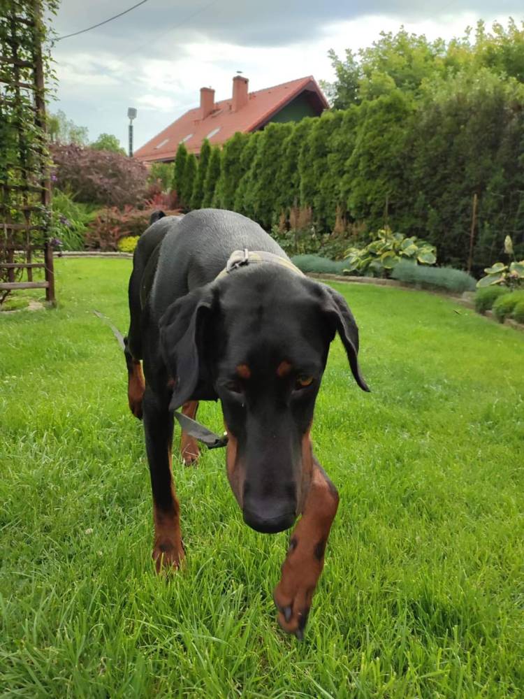 Dobermania - Freja 