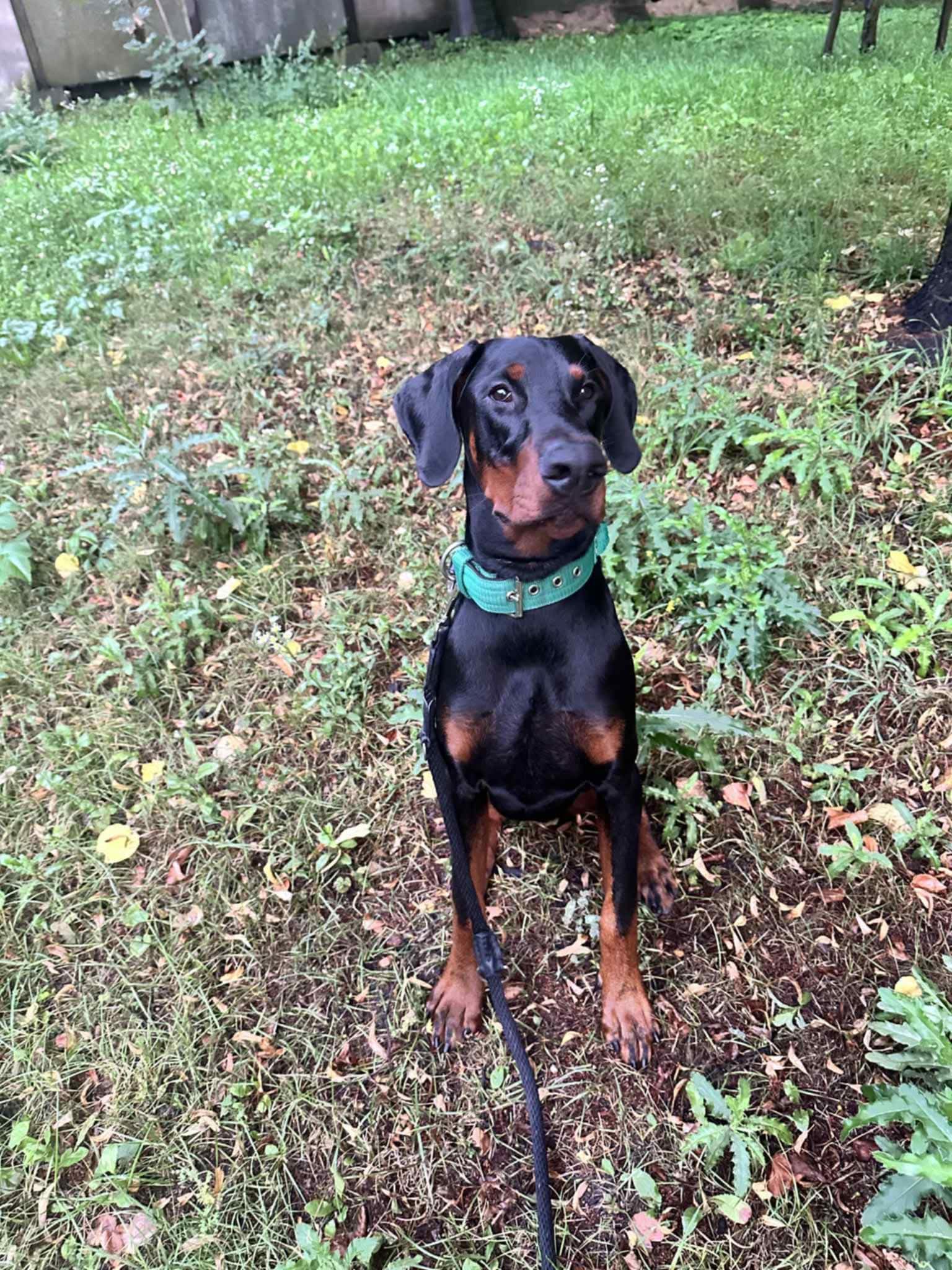 Dobermania - Hugo