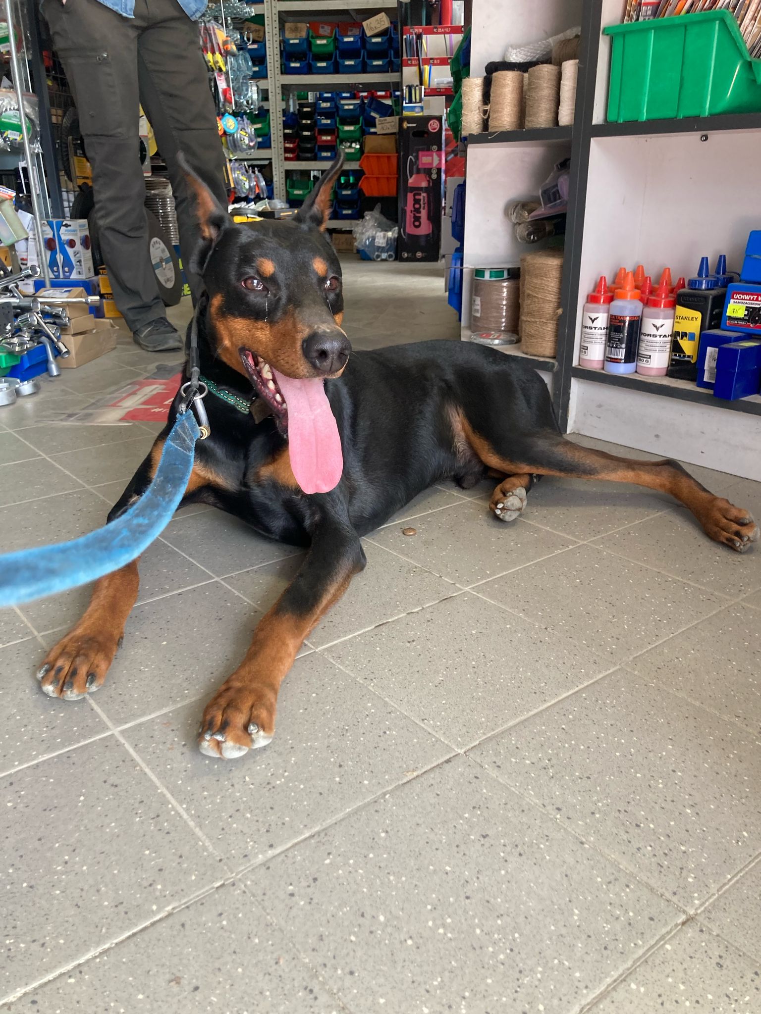 Dobermania - Leon - Adoptowany