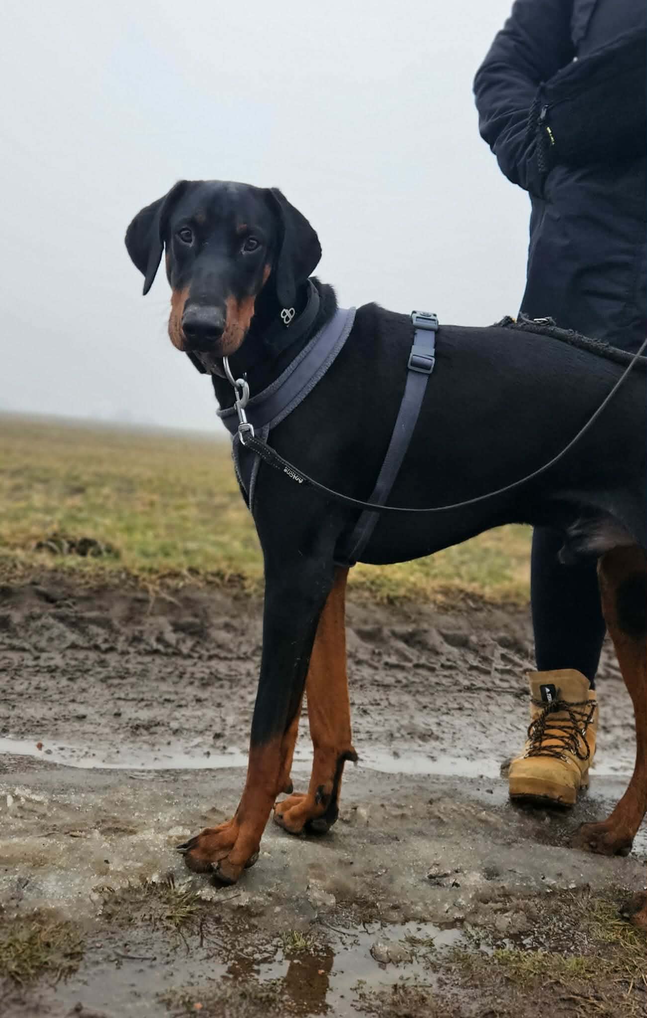 Dobermania - Ori (psiak z trójki rodzeństwa) 